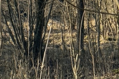 AF22EA2A-81DD-423D-8BB1-730BAE172DD1_1_105_c