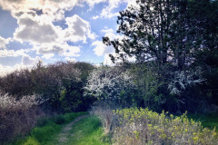Klint