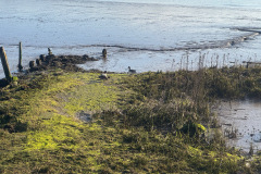 Pibeænder